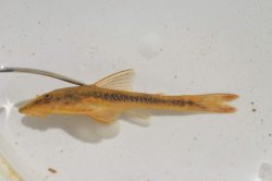 Parotocinclus doceanus