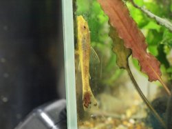 Parotocinclus doceanus