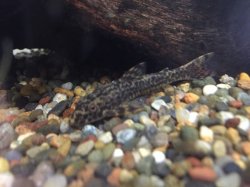 Parotocinclus doceanus