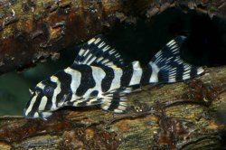 Peckoltia compta - Click for species page