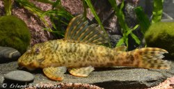 Peckoltia otali - Click for species page