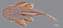 Peckoltia otali