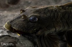 Peckoltia sp. (L076)