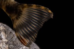 Peckoltia sp. (L205)