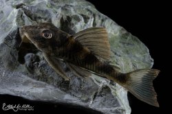 Peckoltia sp. (L265) - Click for species page