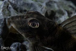 Peckoltia sp. (L265)