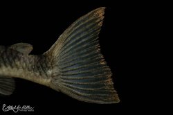 Peckoltia sp. (L265)