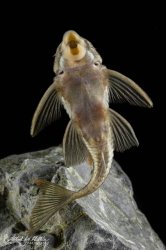 Peckoltia sp. (L265)