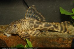 Peckoltia sp. (L478) - Click for species page