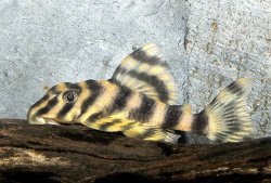 Peckoltia vittata - Click for species page