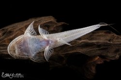 Planiloricaria cryptodon