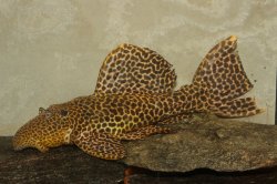 Pseudacanthicus cf. leopardus