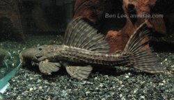 Pseudacanthicus major - Click for species page