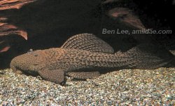 Pseudacanthicus nyktos