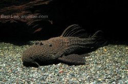 Pseudacanthicus nyktos
