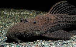 Pseudacanthicus nyktos