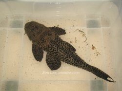 Pseudacanthicus nyktos