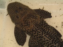 Pseudacanthicus nyktos