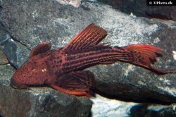 Pseudacanthicus pirarara