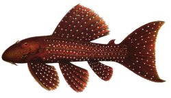 Pseudacanthicus serratus