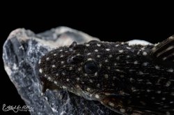 Pseudacanthicus sp. (L097)