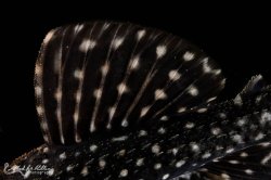 Pseudacanthicus sp. (L097)