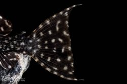 Pseudacanthicus sp. (L097)