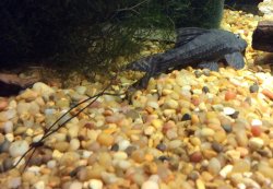 Pseudacanthicus sp. (L406)
