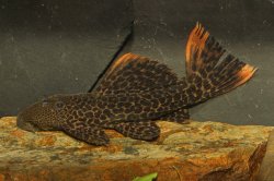 Pseudacanthicus sp. (L427) - Click for species page