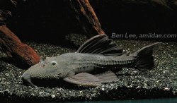 Pseudacanthicus sp. (L063) - Click for species data page