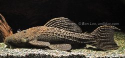 Pseudacanthicus sp. (L185) - Click for species page