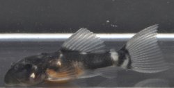 Pseudacanthicus sp. (L452)