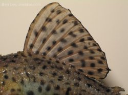Pseudacanthicus spinosus