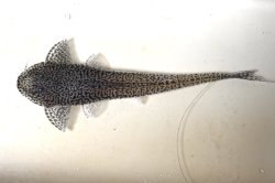 Pseudohemiodon lamina