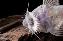 Pseudohemiodon laticeps