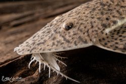 Pseudohemiodon laticeps