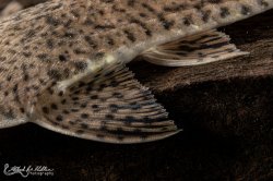 Pseudohemiodon laticeps