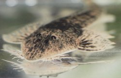 Pseudohemiodon platycephalus