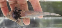 Pseudohemiodon platycephalus