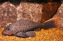 Pseudorinelepis sp. (L095) - Click for species data page