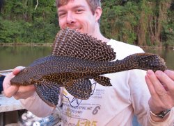 Pterygoplichthys lituratus - Click for species page