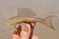 Pterygoplichthys multiradiatus - Click for species data page
