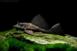 Pterygoplichthys scrophus - Click for species page