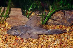 Pterygoplichthys scrophus