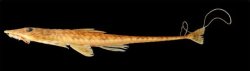 Rhadinoloricaria stewarti - Click for species page