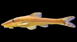 Rhinotocinclus acuen - Click for species page