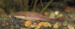 Rhinotocinclus chromodontus - Click for species page