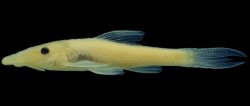 Rhinotocinclus dinizae - Click for species page