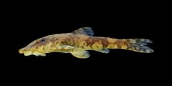 Rhinotocinclus hardmani - Click for species page