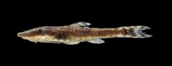 Rhinotocinclus jumaorum - Click for species page